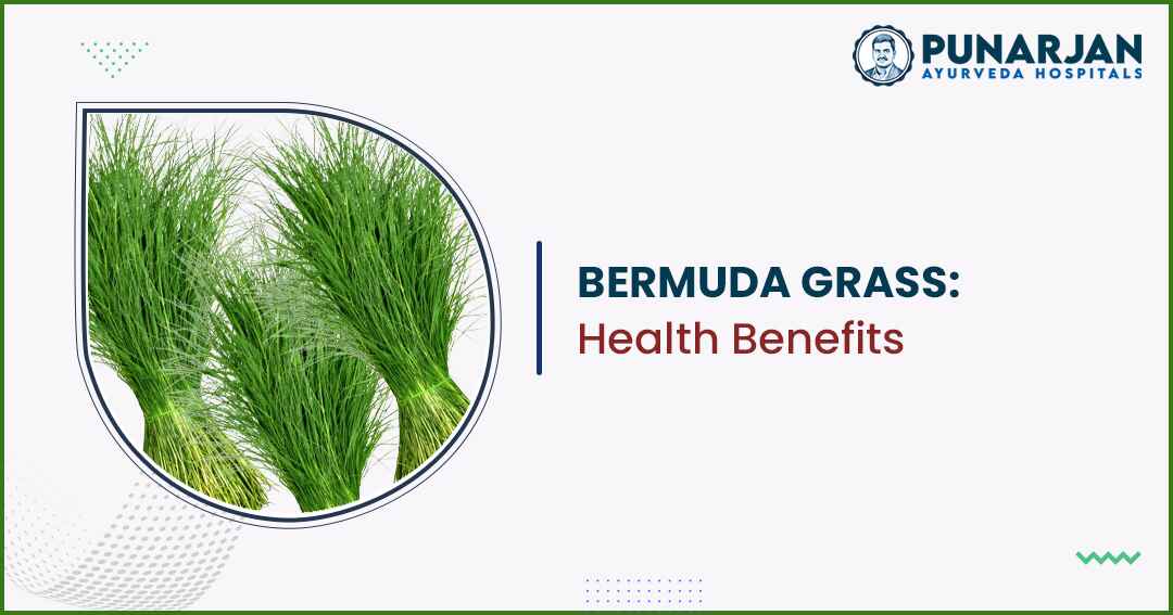 You are currently viewing Bermuda Grass: Health Benefits