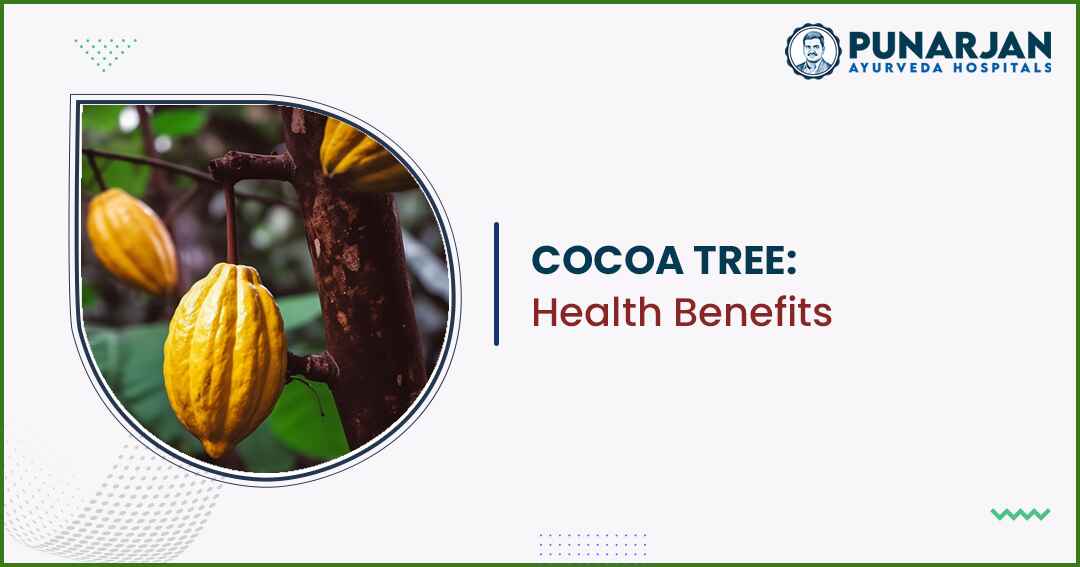 You are currently viewing Cocoa Tree: Health Benefits