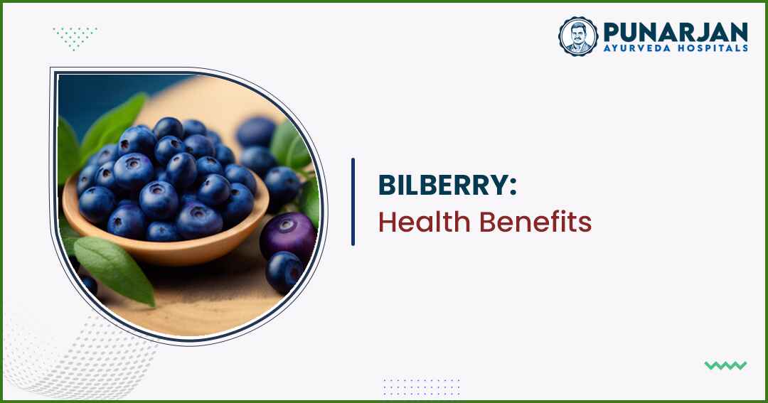 You are currently viewing Bilberry: Health Benefits