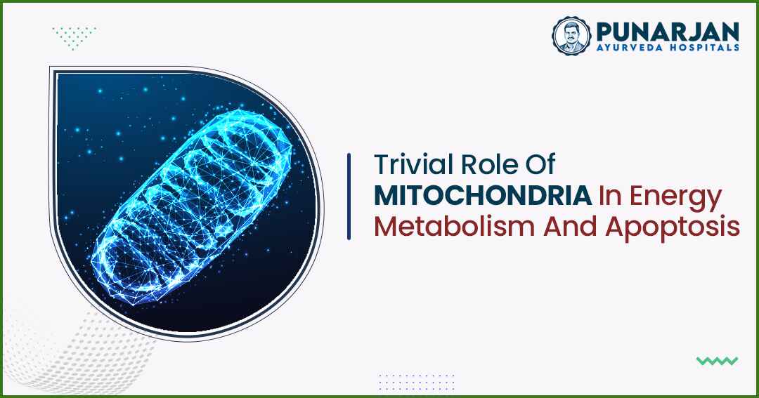 Trivial Role Of Mitochondria In Energy Metabolism And Apoptosis