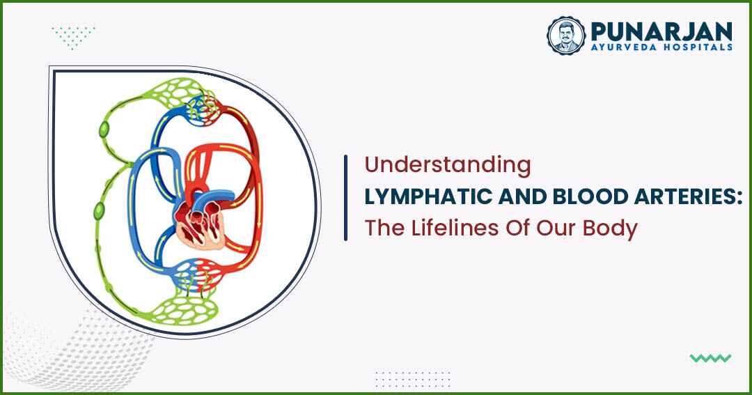 Lymphatic And Blood Arteries