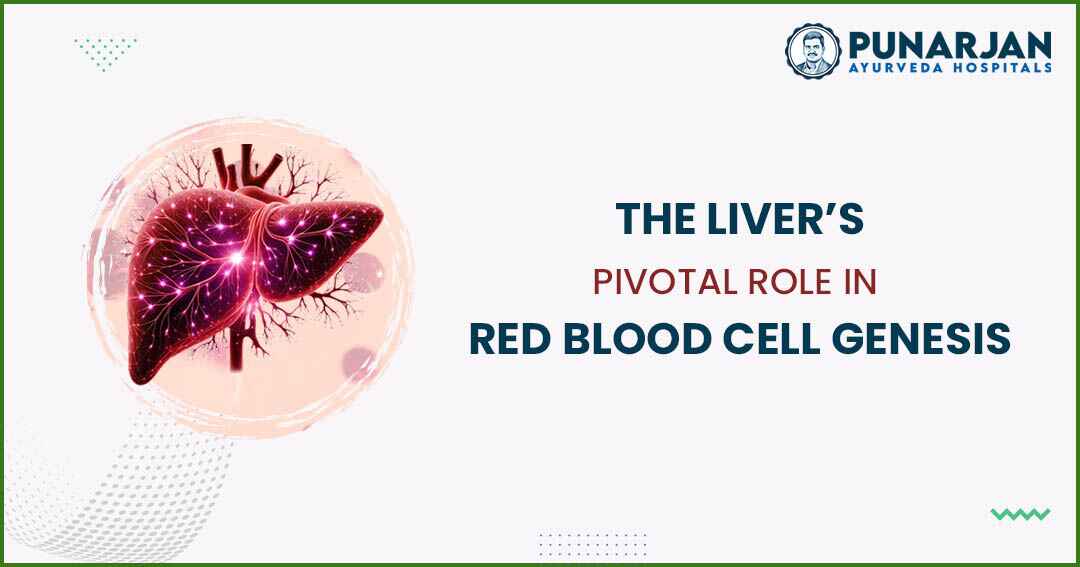 You are currently viewing The Liver’s Pivotal Role In Red Blood Cell Genesis