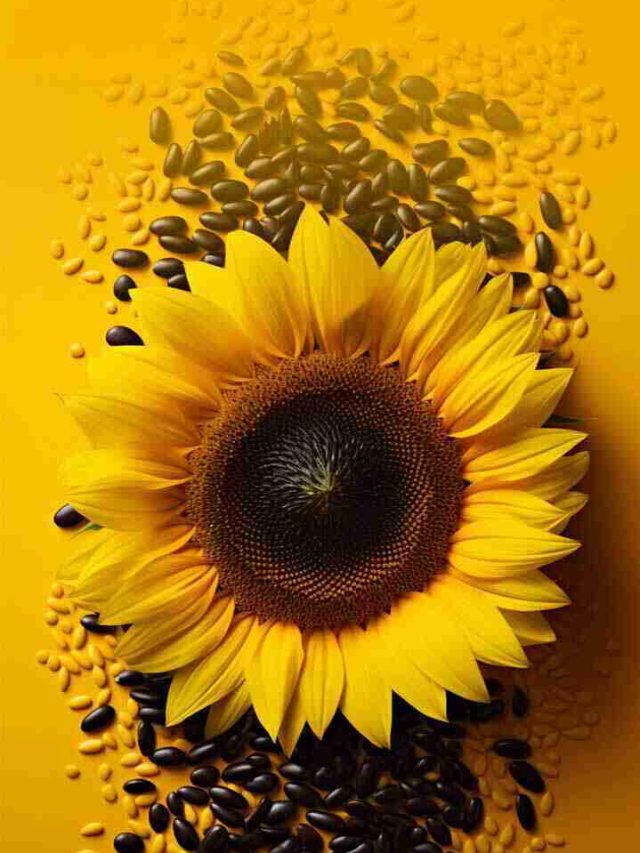 Health Benefits of Sunflower Seeds