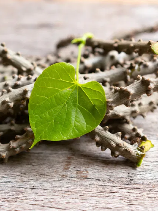 Guduchi: The Immunity Booster You Need to Know