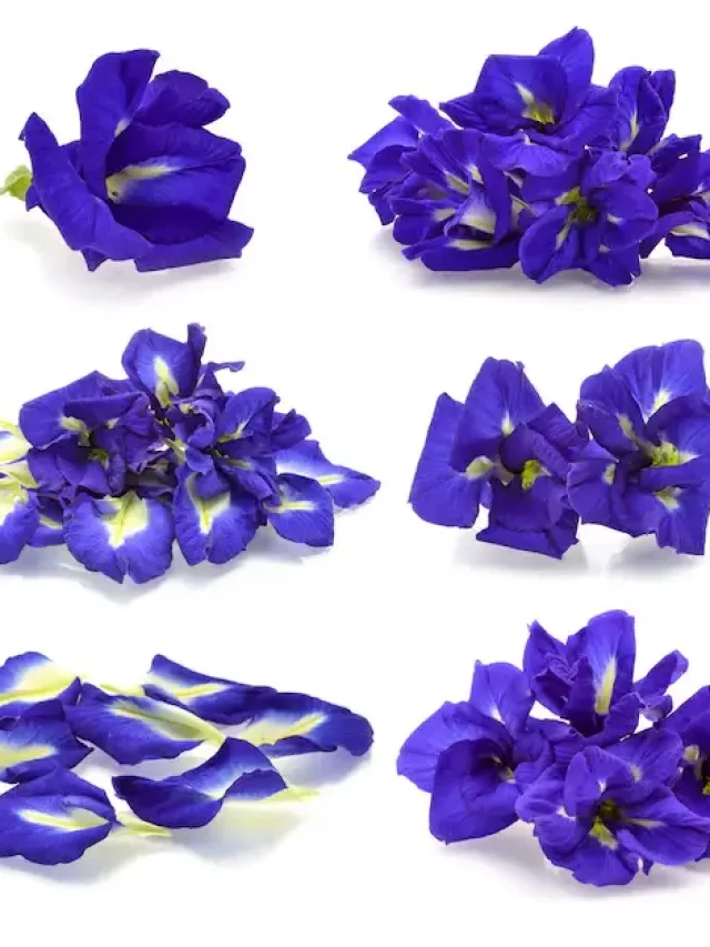 Health Benefits of Butterfly Pea Flower