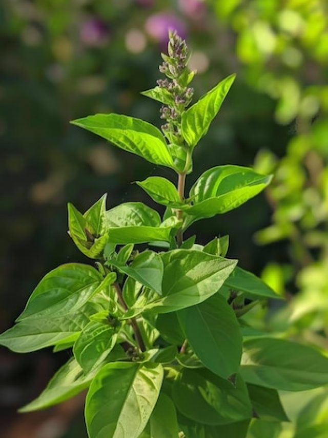 Tulsi: The Sacred Herb That Fights Cancer